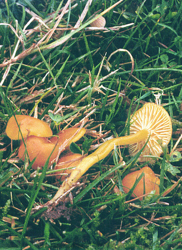 Hygrocybe subceracea